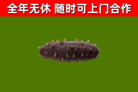 临朐回收海参干